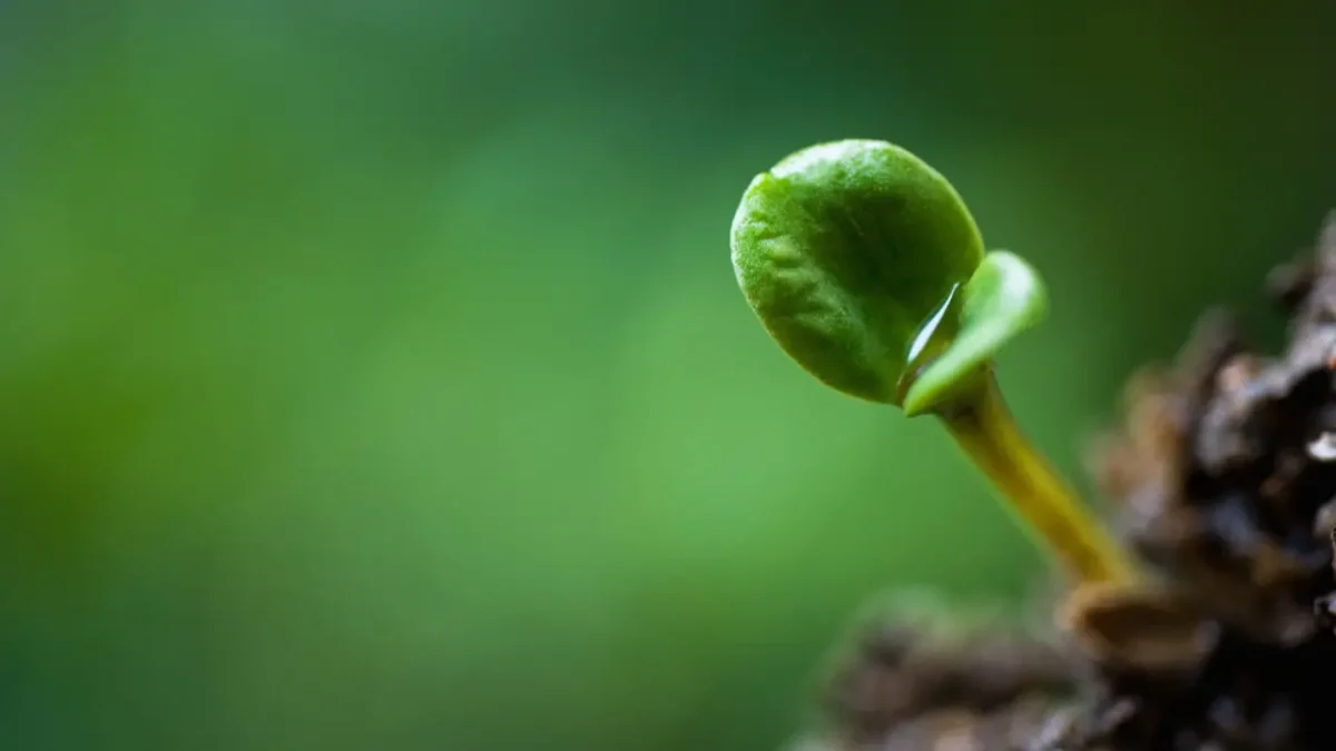 sprout